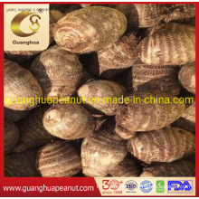 New Crop Top Quality Shandong Fresh Taro (60-80g)